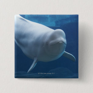 Beluga whale (Delphinapterus leucas) 2 Inch Square Button