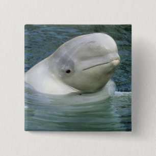 Beluga Whale, Delphinapterus leucas) 2 Inch Square Button