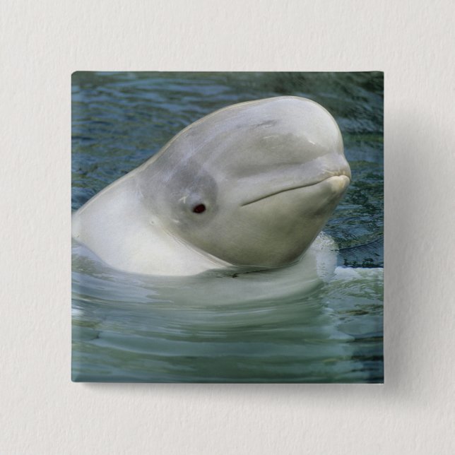 Beluga Whale, Delphinapterus leucas) 2 Inch Square Button (Front)