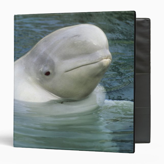 Beluga Whale, Delphinapterus leucas) Binder (Front/Inside)