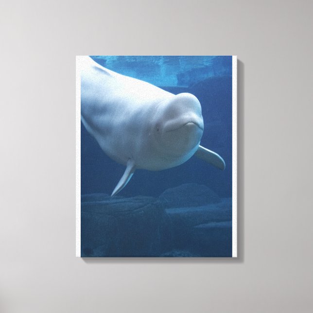 Beluga whale (Delphinapterus leucas) Canvas Print (Front)