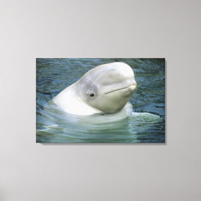 Beluga Whale, Delphinapterus leucas) Canvas Print (Front)