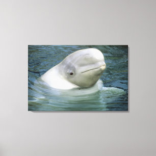 Beluga Whale, Delphinapterus leucas) Canvas Print
