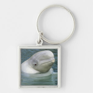 Beluga Whale, Delphinapterus leucas) Keychain