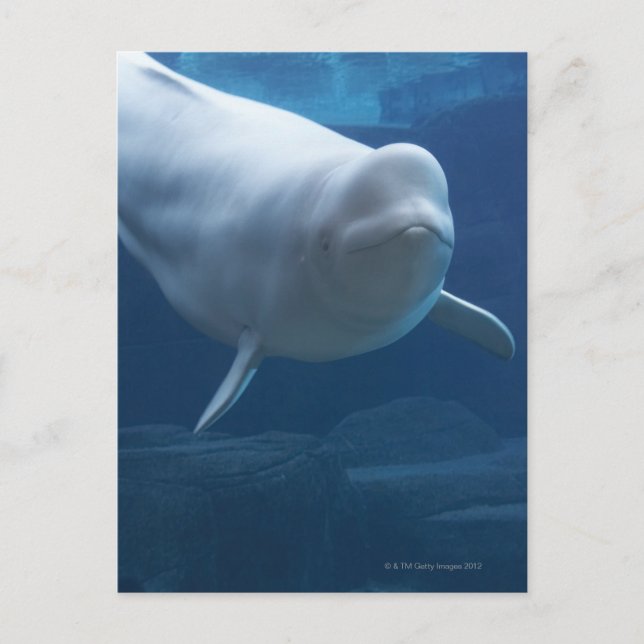Beluga whale (Delphinapterus leucas) Postcard (Front)