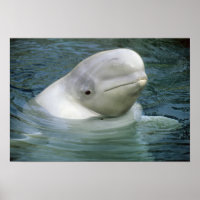 Beluga Whale, Delphinapterus leucas)