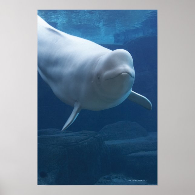 Beluga whale (Delphinapterus leucas) Poster (Front)