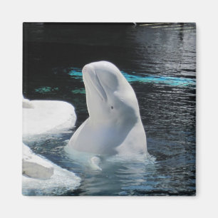 Beluga Whale Gifts Magnet