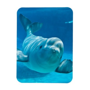 Beluga Whale Magnet
