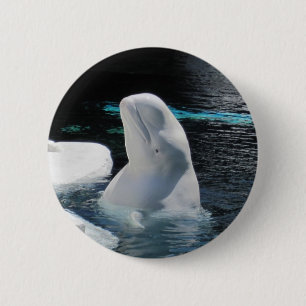 Beluga Whale Pin