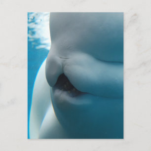 Beluga Whale Postcard
