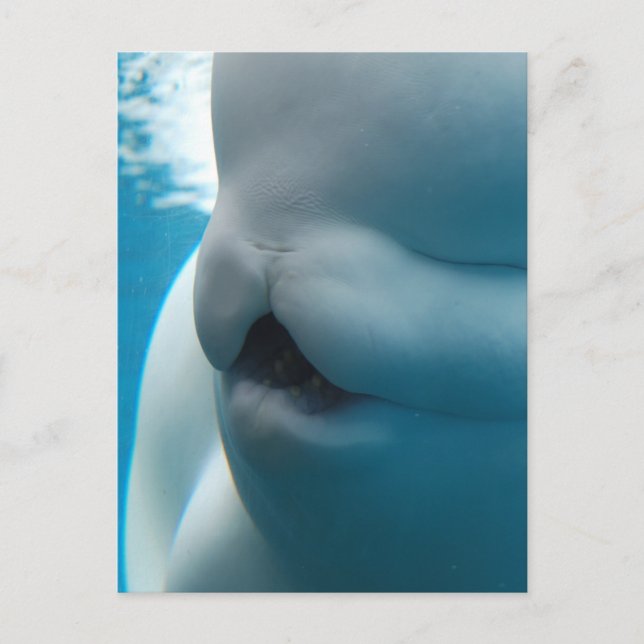 Beluga Whale  Postcard (Front)
