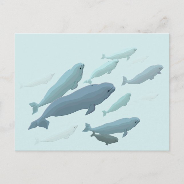 Beluga Whale Postcards Canadian Beluga Whale Cards (Front)