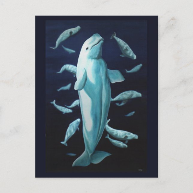 Beluga Whale Postcards Canadian Beluga Whale Cards (Front)