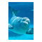 Beluga Whale