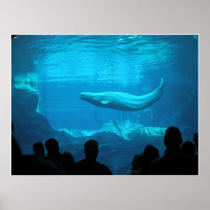 Beluga Whales III Poster