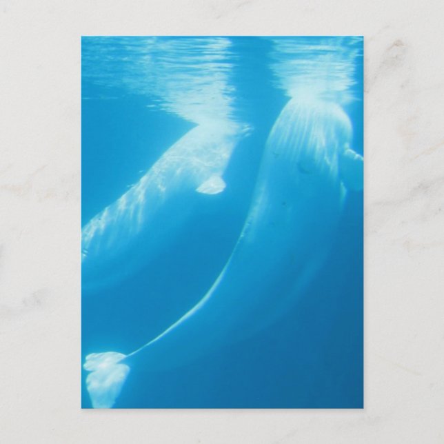 Beluga Whales Postcard (Front)