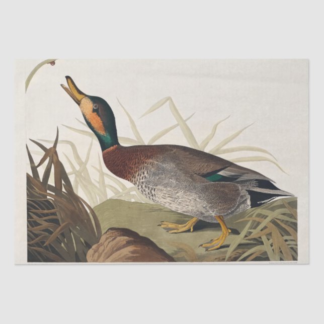 Bemaculated Duck from Birds of America (1827) Tissue Paper (Front)