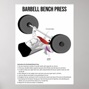Bench Press - Exercise - Muscle Anatomy Chart