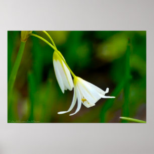 "Bending with Grace" False Garlic Poster