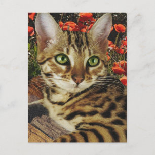 Bengal cards and stickers