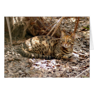 Bengal Cat 013