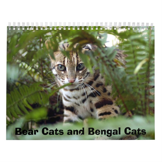 Bengal Cat 022, Bear Cats and Bengal Cats Calendar (Cover)