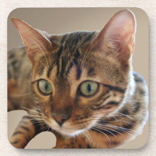 Bengal Cat Coaster
