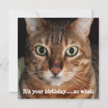 Bengal Cat Face Photograph "Its your birthday..."