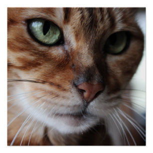Bengal Cat Face Photograph Wall Art Glossy Poster