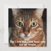 Bengal Cat Face Photograph "Yes I love you...."
