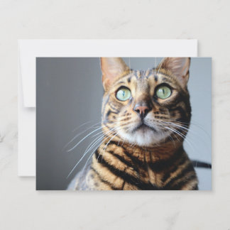 Bengal Cat Postcard