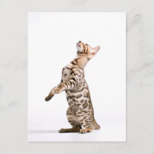 Bengal Cat Postcard
