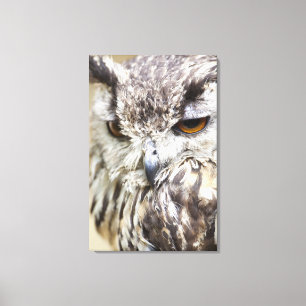 Bengal Eagle Owl Canvas Print