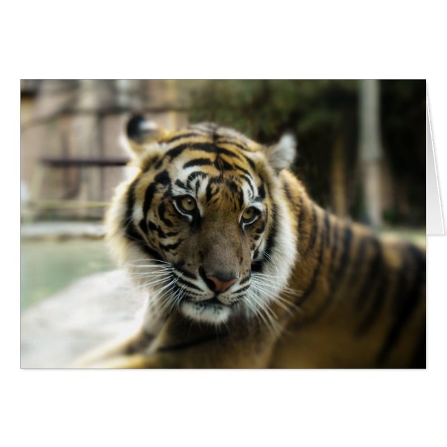 Bengal Tiger (Front Horizontal)