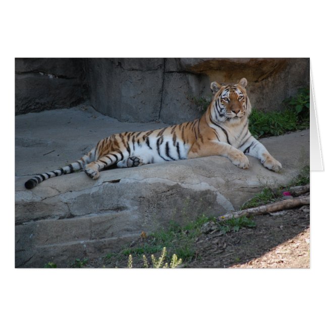 Bengal Tiger (Front Horizontal)