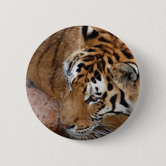Bengal Tiger 2 Inch Round Button (Front)