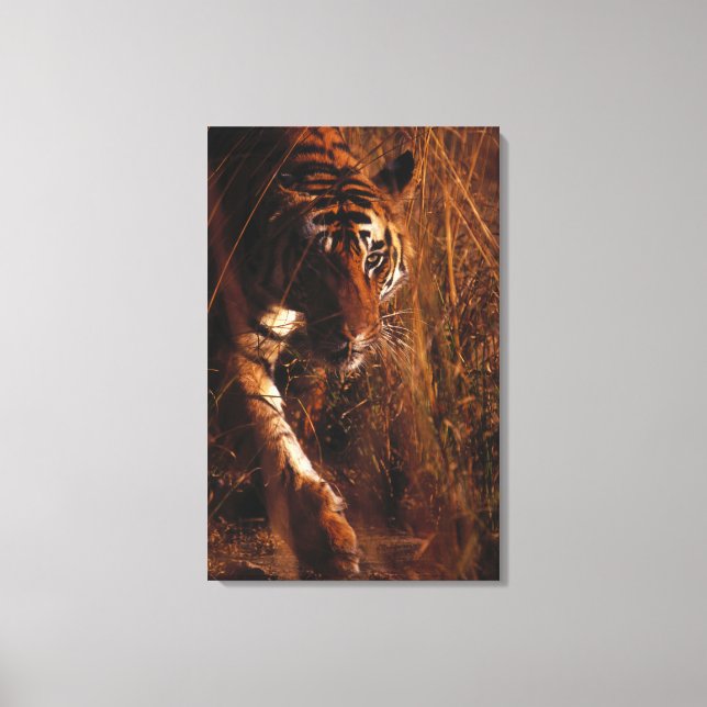 Bengal Tiger 4 Canvas Print (Front)