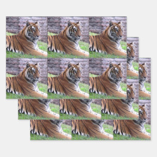 Bengal Tiger - All Occasion Wrapping Paper Sheets