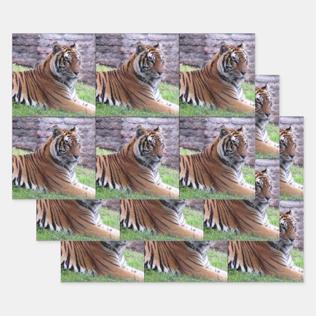 Bengal Tiger  - All Occasion Wrapping Paper Sheets (Set)