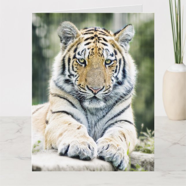 BENGAL TIGER ART ANNIVERSAIRE SURGRANDISSÉ CARTE D (Devant)