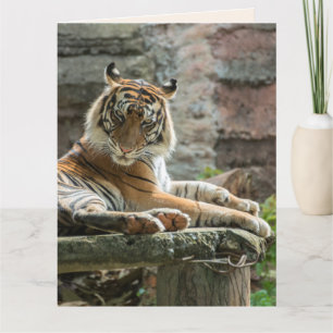 BENGAL TIGER BEAUTIFUL BIRTHDAY Greeting Card