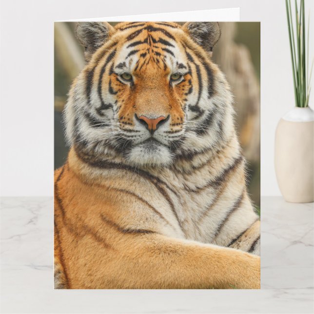 BENGAL TIGER BIRTHDAY GREETING CARD (Front)