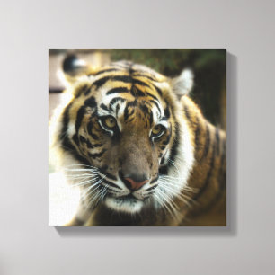Bengal Tiger Canvas Print