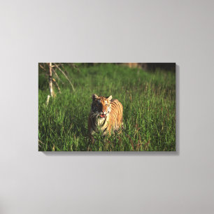 Bengal tiger canvas print
