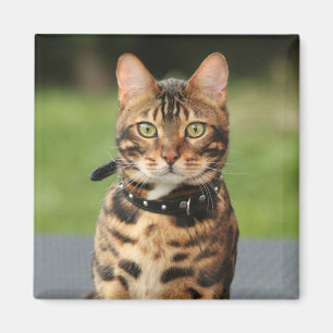 Bengal Tiger Cat Magnet