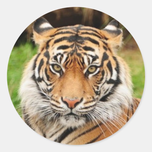Bengal Tiger Classic Round Sticker (Front)