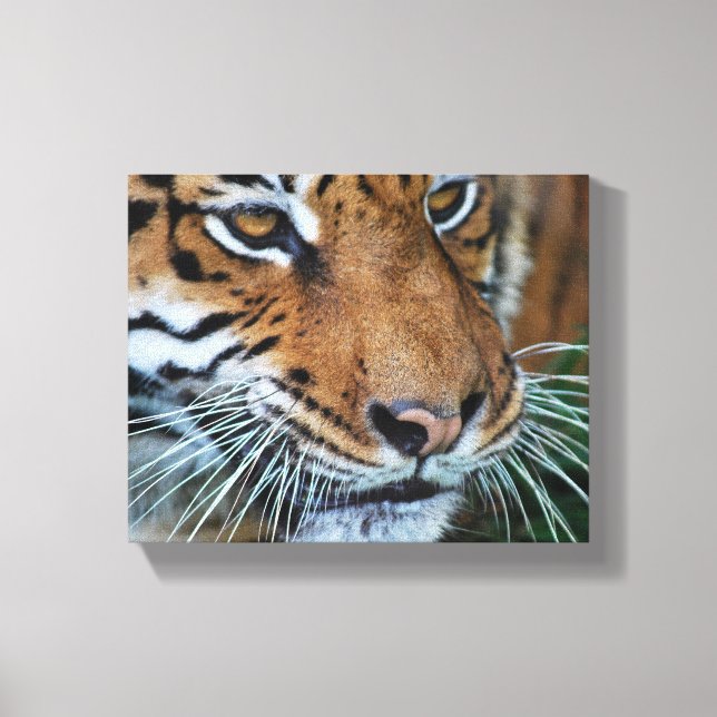 Bengal Tiger Close Up Africa Canvas Print (Front)
