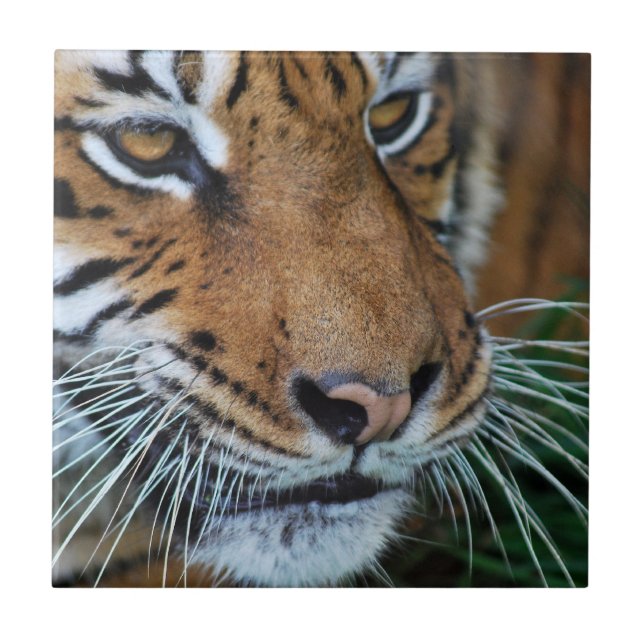 Bengal Tiger Close Up Africa Tile (Front)
