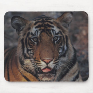 Bengal Tiger Cub Mouse Pad